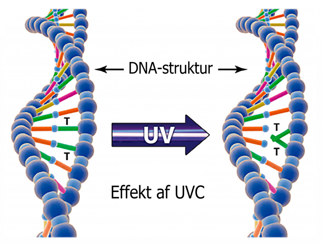dna_UVC-1-1024x778